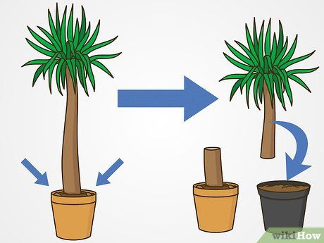 3 Ways to Prune Yucca Plants - wikiHow Yucca Plant Indoor, Yucca Plant Care, Yucca Gloriosa, Yucca Tree, Dead Leaves, Waterwise Garden, Yucca Plant, Plants Are Friends, Plant Hacks