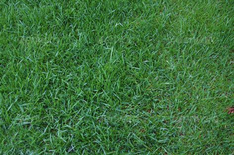 Grass #Texture - Nature Textures Download here:  https://graphicriver.net/item/grass-texture/57771?ref=alena994 Zoysia Grass Care, Georgia Landscape, Grass Patio, Greener Grass, Fake Lawn, Zoysia Grass, Pots Flowers, Photoshop Landscape, Green Grass Background