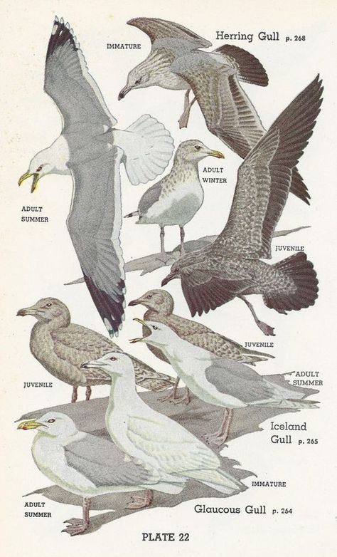 Vintage Audubon Bird Print, 1951, Gull, Skua, Jaeger via Etsy: Seagull Tattoo, Bird Guide, Herring Gull, Audubon Birds, Wild Art, Sea Design, Animal Drawing, Kinds Of Birds, Color Book