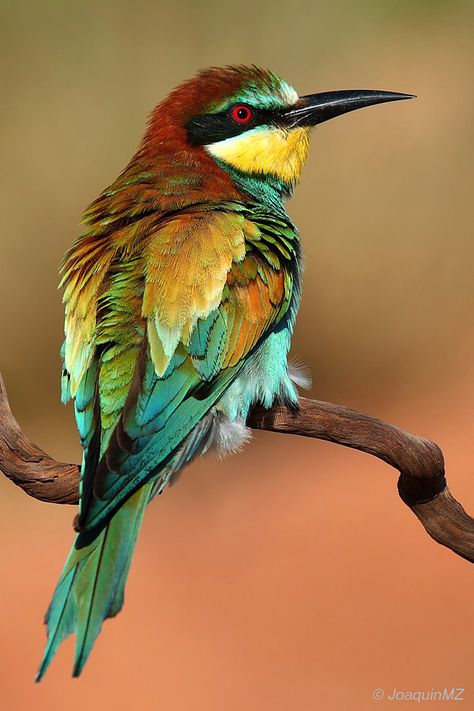 All sizes | Abejaruco | Flickr - Photo Sharing! Most Beautiful Birds, Rare Birds, Airbrush Art, Colorful Bird, Nature Birds, Bird Pictures, Exotic Birds, Tropical Birds, Bird Drawings