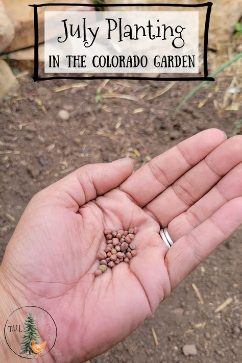 Gardening In Colorado, Harvesting Kale, Colorado Gardening, Colorado Garden, August Garden, Food Cost, Bush Beans, Botanical Beauty, Garden Tours