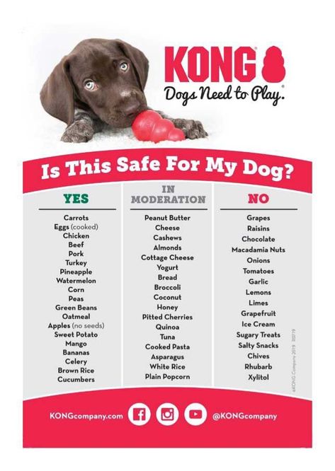 Lou Dog, Puppy Time, Healthy Dog Treats Homemade, Puppies Tips, Dog Enrichment, Puppy Treats, Dog Care Tips, Dog Recipes, Dog Treat Recipes