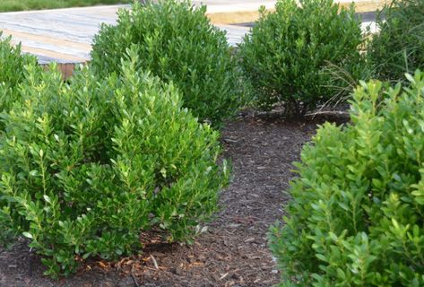 Compact Inkberry Holly | Ilex glabra 'Compacta' - Revolutionary Gardens Evergreen Foundation Planting, Inkberry Holly, Purple Berries, Leyland Cypress, Garden Problems, Seeding Lawn, Bluish Purple, Street Trees, Foundation Planting