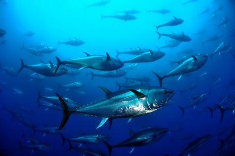 BLUE FIN TUNA JUST UNDER WHERE THE SKY MEETS THE SEA Blue Fin Tuna, Sky Meets The Sea, Endangered Animals, Beautiful Sea, Underwater Photography, Light And Shadow, Sea Life, Under The Sea, The Ocean