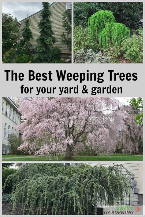 Weeping trees are make such beautiful landscape accents. Meet 14 amazing weeping tree varieties. Includes flowering, evergreen, and deciduous weeping tree types. #landscaping #gardening Weeping Conifer Trees, Ever Green Trees Landscaping, Weeping Birch Tree Landscaping, Weeping Cedar Tree, White Dogwood Tree Landscapes, Ornamental Evergreen Trees Front Yards, Types Of Trees Landscaping, Different Trees Types, Weeping Larch Tree