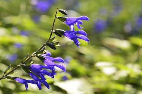 How to Care For Black and Blue Salvia | Hunker Black And Blue Salvia, Blue Salvia, United States Botanic Garden, Salvia Plants, Shade Loving Shrubs, Chicago Botanic Garden, Corn Plant, Perennial Flowers, Z Photo