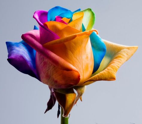 Rainbow Roses | the rainbow rose is a rose which has had its petals artificially ... Rose Cross Stitch Pattern, Rose Belle, Rare Roses, Rose Seeds, Rose Pictures, Rainbow Roses, Colorful Roses, Cross Stitch Rose, Rainbow Flowers