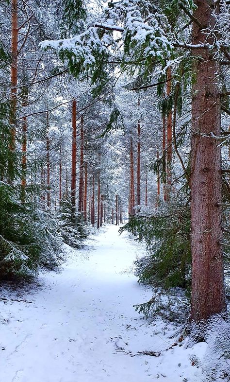 Snow On Pine Trees, January Landscape, Cold Winter Aesthetic, Winter Nature Photography, Snowy Pine Trees, Winter Farm, Winter Landscape Photography, Snowy Woods, Beautiful Winter Scenes