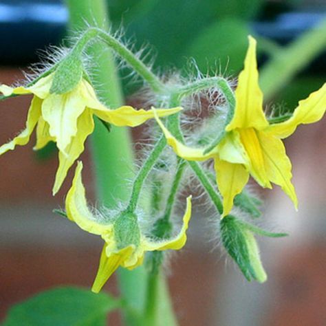 Hand Pollinating Cucumber, Cucumber Plants, Growing Tomatoes Indoors, Pruning Plants, Growing Tomatoes From Seed, Tips For Growing Tomatoes, Growing Tomato Plants, Micro Farm, Hobby Farming