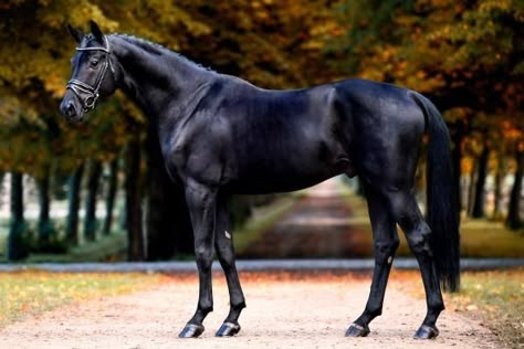 Horse Standing, Warmblood Horses, Thoroughbred Horse Racing, Horse Aesthetic, Black Horses, Appaloosa Horses, Thoroughbred Horse, Sport Horse, White Horses