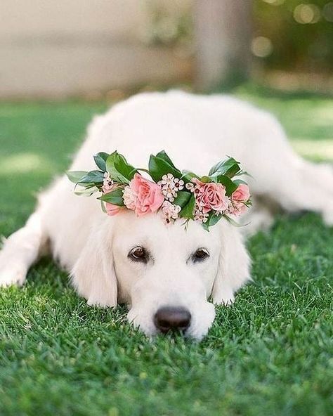 Out of office 🌈🍒☀️🌸🐚🐠 #dannijogirls Dogs Wedding, Wedding Photography Ideas, Wedding Pets, Pets Dogs, Dog Wedding, Jolie Photo, Cute Creatures, Cute Funny Animals, Animals Pets