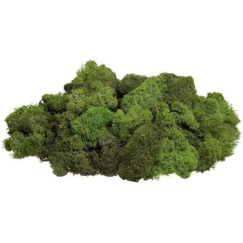 Crate & Barrel Reindeer Moss ($8.95) ❤ liked on Polyvore Camping Usa, Reindeer Moss, Dish Garden, Moss Terrarium, Plant Vase, Woodland Wedding, Faux Plants, Live Plants, Artificial Plants