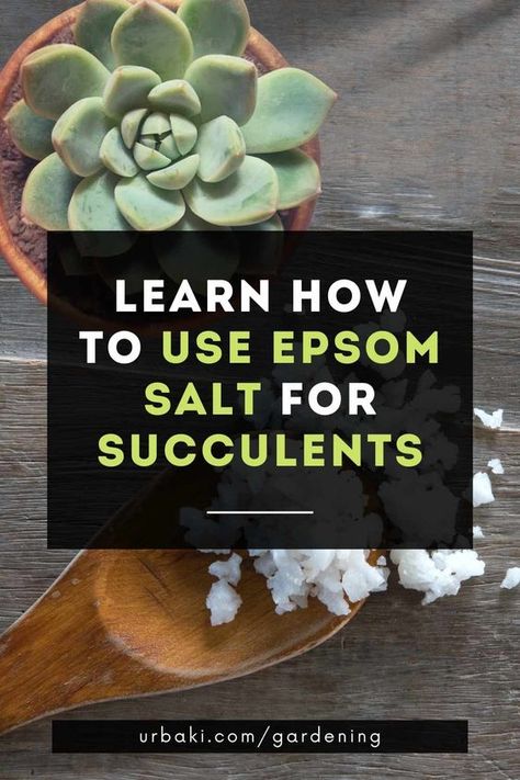 Epsom salts are a chemical compound made up of sulfate and magnesium, which is why they are also known as magnesium sulfate. Epsom salts can be purchased in many places. For example, it is common to find them in supermarkets and stores specializing in the sale of natural products. In some cases, they are even sold in garden stores, as they can also benefit plants. You can even use Epsom salt to fertilize and encourage your succulents to bloom. Each tip in this Epsom salt video provides ... Succulent Tips, Epsom Salt For Plants, Epsom Salt Garden, Repotting Succulents, Succulent Fertilizer, Succulent Potting Mix, How To Water Succulents, Succulent Garden Indoor, Succulent Garden Design