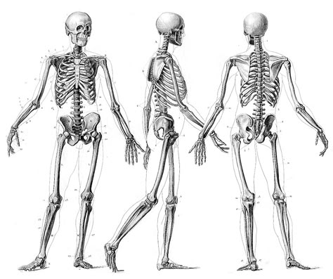 1000+ images about Human Skeleton on Pinterest | David smith, Human skull and Free images Human Skeleton Anatomy, Skeleton Movement, Anatomy Images, Skeleton Anatomy, Skeleton Drawings, Human Bones, Human Skeleton, Human Anatomy Art, Anatomy Sketches