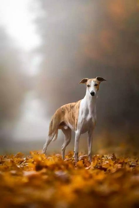 Purebred Dogs, Italian Greyhound, Wedding With Kids, Dog Photography, Whippet, Winter Photography, Night Photography, Greyhound, Beautiful Photo