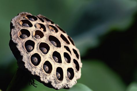 lotus flower Lotus Seed Pod, Lotus Seeds, Seeds Benefits, Architectural Plants, Lotus Seed, Lotus Plant, Lotus Pods, Nikon D700, Seed Heads