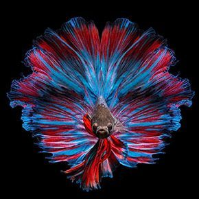 Andi Halil | Bored Panda Fish Fins, Ikan Air Tawar, Betta Fish Types, Pretty Fish, Betta Fish Tank, Beautiful Sea Creatures, Fish Wallpaper, Exotic Fish, Pet Fish