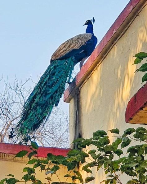 Vrindavan Solo Trip 🤗 Peacock Picture, Nature Photography Quotes, Best Friend Dates, Peace Illustration, Solo Trip, Scenery Pictures, Instagram Inspiration Posts, Snapchat Picture, Moon Photography