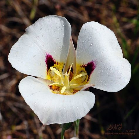 Sego Lily / Utah Sego Lily, Sego Lily Tattoo, Sego Lily Drawing, Sego Lily Flower, Lilys Aesthetic Flower Tattoo, Utah State Flower, Orange Lily Flower Aesthetic, Organic Lighting, Mariposa Lily