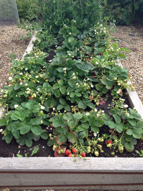 Strawberry Garden, Potager Garden, Growing Strawberries, Garden Veggies, Garden Harvest, Veg Garden, Raised Bed, Garden Borders, Backyard Makeover