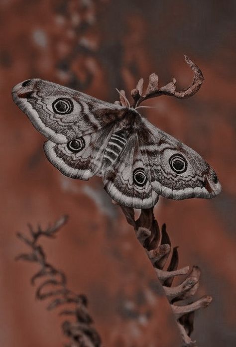 Moth Reference, Emperor Moth, Moth Wings, Moth Caterpillar, Moth Art, Cool Bugs, Moths And Butterflies, Tattoos Geometric, Moth Tattoo