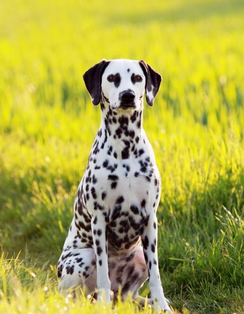 Cute Puppy Wallpaper, Dalmatian Puppy, Dog Ages, Dalmatian Dog, Pet Breeds, Very Cute Dogs, Dog Lady, Dalmatian Dogs, Labrador Dog