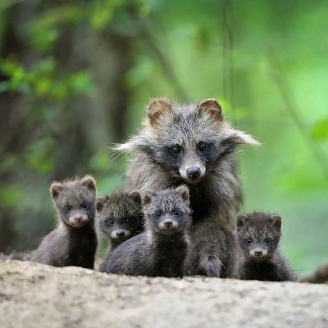 Japanese Raccoon Dog, Raccoon Dog, Dog Images, Racoon, Hedgehogs, Beautiful Animals, Animals Of The World, Life Design, Ferret