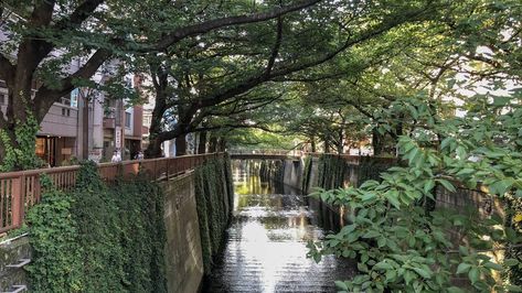 Meguro River near Nakameguro Meguro City, Meguro River, Things To Do In Tokyo, Go To Japan, Cherry Blossom Season, Single Origin Coffee, Pretty Ballerinas, Financial District, City Trip