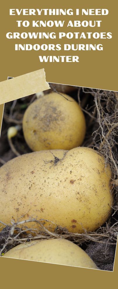 Growing Potatoes Inside During Winter, Growing Potatoes Indoors Winter, How To Grow Potatoes Indoors, Grow Sweet Potatoes Indoors, Growing Vegetables Indoors Year Round, Indoor Potato Growing, Growing Food Indoors Winter, Inhouse Gardening, Idaho Homestead