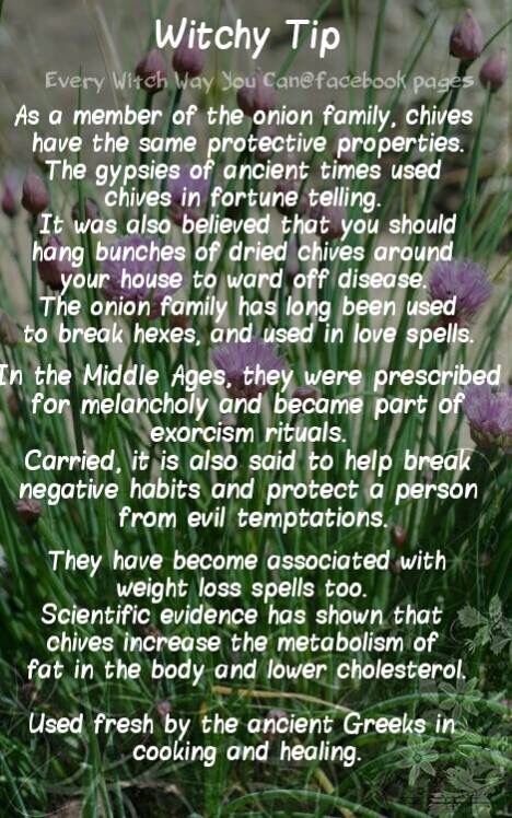 Witchy Tip - Chives Chives Witchcraft, Every Witch Way, Witch Board, Magickal Herbs, Witchy Tips, Witch Herbs, Wiccan Crafts, Garlic Chives, Under Your Spell