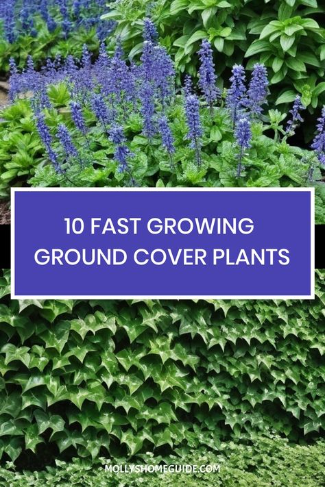 Transform your yard with the best fast-growing ground cover plants available. Whether you're looking for ground cover for shade or full sun areas, these flowering options provide quick, beautiful results while keeping weeds in check. Create a visual thread in your landscaping with beautiful and low-maintenance groundcovers that are perfect for both sunny and shaded spots. Discover the wonders of fast growing ground cover plants that will flourish in various conditions, enhancing the beauty of yo Hardy Ground Cover Plants, Ground Cover That Chokes Out Weeds, Groundcover Landscaping, Fast Growing Ground Cover, Ground Cover For Shade, Ground Covers For Sun, Ground Cover Plants Shade, Ground Cover Flowers, Best Ground Cover Plants