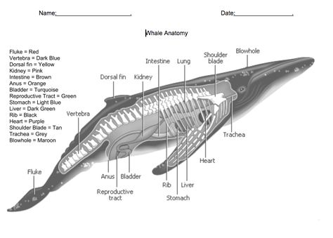 Coloring whale anatomy Whale Anatomy, Anatomy Coloring, Coloring Page, Anatomy, Coloring Pages, I Hope, Blue, Color, Colouring Pages