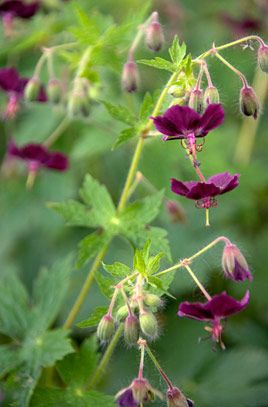 Olive Hedge, Geranium Phaeum, Dan Pearson, Cranesbill Geranium, Sacred Garden, Herbaceous Border, Garden Types, Tomato Garden, Orchid Care