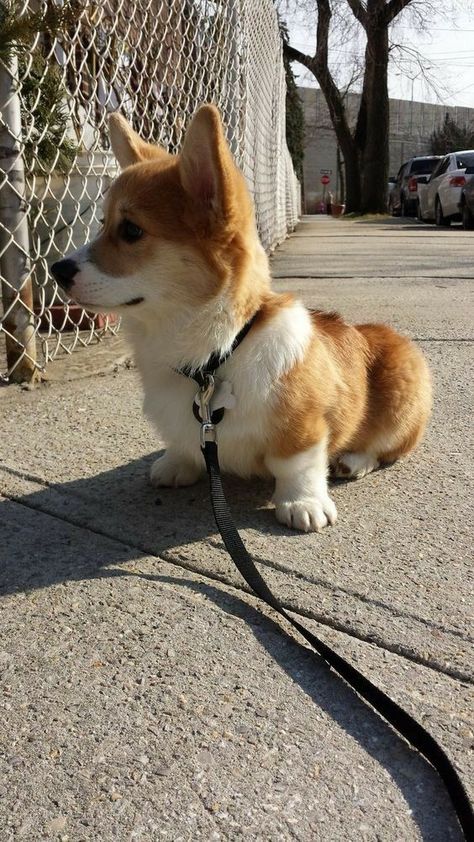 Corgi Facts, Corgi Puppy, Cute Corgi, Cute Dogs And Puppies, Corgi Dog, Cute Cats And Dogs, Baby Dogs, 귀여운 동물, Cute Funny Animals