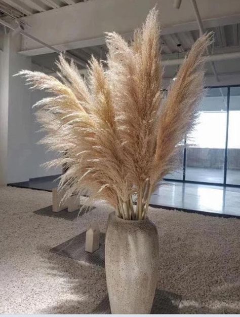 Elevate your space with our stunning Tall Feather Pampas Grass Arrangement. Available in a range of sizes including XXL 150cm white pampas grass, 4ft pompa grass, and long stem white pampas grass, this natural dried pampas grass decor adds a sophisticated touch to any room. Perfect for creating a boho-inspired setting, these pampas grass stems are ideal for weddings, home decor, and special events. Bundle Options: 3 Stems: Ideal for small arrangements and accents. 5 Extra Large Stems: For more dramatic displays. 7 Natural Pampas Grass Stems: Great for larger settings. 9 Fluffy Premium Stems: Perfect for a full, lush look. 20 Boho Wedding Stems: Designed to enhance your wedding decor. 40 Pieces: Complete your dream wedding setup or large-scale decor projects. These naturally dried pompas gr Pampas Grass Vases, Pompass Grass Centerpiece, Tall Vase Pampas Grass, Pompus Grass Floor Vase, Pompass Grass Floor Vase, Pampas Grass Floor Vase Glass, Beige Pampas Grass Shop, Pampas Grass Vase, Grass Centerpiece