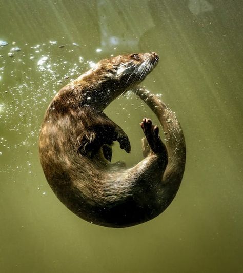 a group of sea otters swimming in the ocean photo – Free Kenai fjords national park Image on Unsplash Sea Otter Art, Having A Third Child, Lake Animals, Goddess Of The Underworld, Otter Art, Kenai Fjords National Park, Celtic Goddess, Sea Otter, Underworld