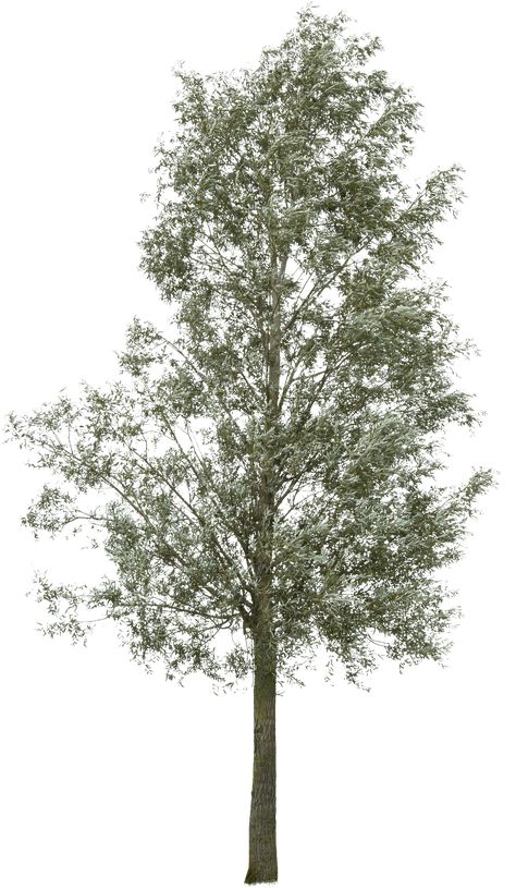 meye_salix-alba_S1644 Tree Section Architecture, Tree Plan Png, Landscape Texture, Pine Tree Drawing, Tree Photoshop, Architecture Mapping, Tree Plan, Perspective Drawing Architecture, Cedar Tree