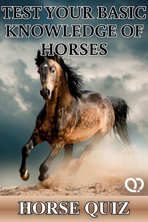 Let's see how many facts you know about these graceful creatures! 30 questions about horses. #horse #quiz This Or That Horse Edition, Which Horse Would You Choose, Western Horse Names List, Horse Trivia Questions, Horse Quizzes, Friesian Horse Photography, Horse Facts For Kids, What Horse Breed Am I Quiz, Horse Facts Interesting