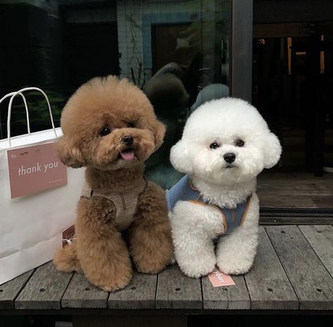 Anjing Poodle, Toy Poodle Haircut, Toy Poodle Puppy, Poodle Haircut, Bichon Dog, Poddle, Bichon Frise Puppy, Poodle Toy, Very Cute Puppies