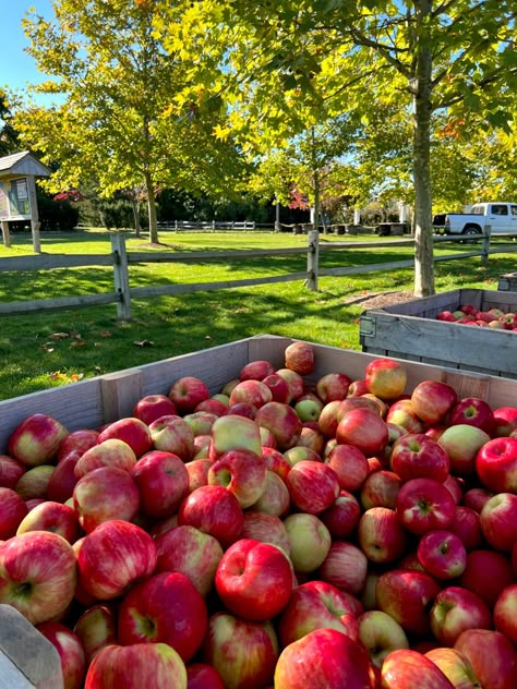 Apple Fall Aesthetic, Apple Orchard Picnic, Apple Farm Aesthetic, Apple Orchard Aesthetic, Apples Aesthetic, Apple Picking Aesthetic, Fall Apple Orchard Aesthetic, 40s Aesthetic, Fall Apple Orchard