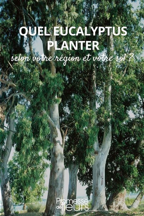 quel eucalyptus planter Eucalyptus Garden Plants, Plant Eucalyptus, Eucalyptus Bush Garden, Eucalyptus Tree Garden, Eucalyptus Populus