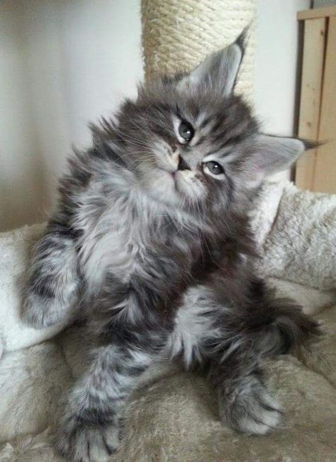 Adorable long haired tabby kitten. Train Cats, Cats Poses, Training Cats, Pallas Cats, Maine Coone, Cats Photos, Tabby Cats, Tabby Kitten, Owning A Cat