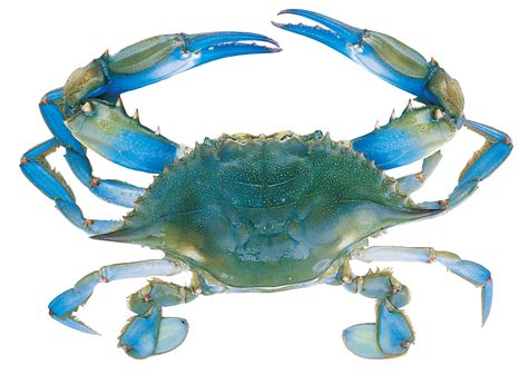 blue crab pictures | Blue Crab Anatomy Guide | Crafts | Pinterest ... Crab Anatomy, Anatomy Guide, Blue Crabs Art, Solid Figures, Crab Painting, Crab Tattoo, Maryland Blue Crab, Sea Creatures Art, Crab Art