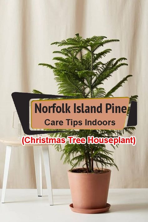 Norfolk Island Pine Care Indoors is not difficult at all if you follow the right directions for growing this festive tree! Read the article for more info. Potted Pine Tree, Decorating Norfolk Pine For Christmas, Norfolk Island Pine Indoor, Norfolk Pine Christmas Tree, Norfolk Pine Indoor, Norfolk Pine Christmas Wreath, Norfolk Island Pine Care, Norfolk Pine Care, Norfolk Island Pine Christmas Tree