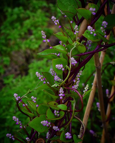 Red malabar 'spinach' Spinach Plant, Malabar Spinach, Spinach Seeds, Herb Pots, Veggie Garden, Floral Garden, Tiny Flowers, Garden Seeds, My Flower