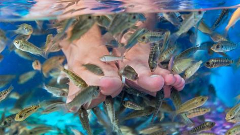 Think Twice about Trying a “Fish Pedicure” on Your Next Mid-Life Vacation Fish Pedicure, Fish Spa, Mineral Rich Foods, Pedicure Tub, Sixty And Me, Nothing New, Celebrity Beauty, Toothless, Wallpaper Free Download