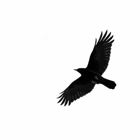 Crow In Flight Tattoo, Crow In Flight, Crows Artwork, Flying Crow, Crow Flying, Crows Drawing, Vogel Silhouette, Black And White Nature, Flying Tattoo