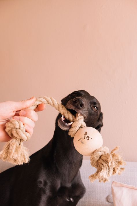 [CommissionsEarned] 55 Pet Toy Design Tips You Have To Try 2022 #pettoydesign Dog Toys Photography, Dog Product Photography, Dog Toys Aesthetic, Dog Accesories, Dog Playing, Pet Blog, Dog Branding, Wood Dog, Interactive Dog Toys