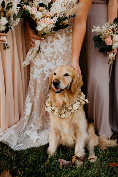 Golden Retriever Wedding Outfit, Wedding Cake With Golden Retriever, Golden Retriever Wedding Ideas, Wedding Golden Retriever, Dogs At Weddings Ideas, Dog In Wedding Ideas, Dog Collar For Wedding, Flower Dog Wedding, Wedding Dog Ideas