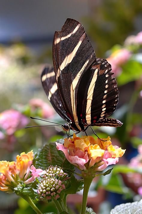 Zebra Longwing Butterfly, Gorgeous Butterflies, Zebra Butterfly, Zoo Coloring Pages, Beautiful Butterfly Photography, Beautiful Flowers Images, Butterfly Butterfly, Bird Photos, Butterfly Drawing